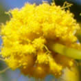 macro foto mimosa full HD